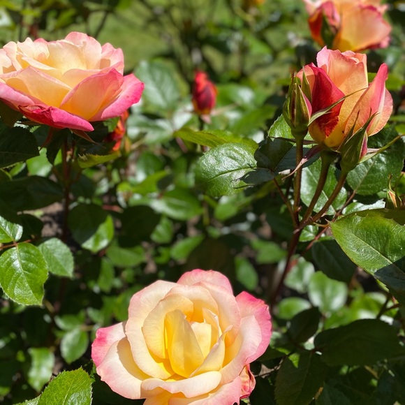 LUMIX Camera - Picture 3 of 3